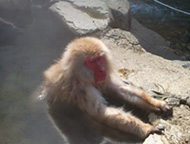 Jigokudani Yaenkoen - Monkey park