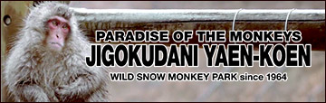 Paradise of the monkeys Jigokudani yaen-koen