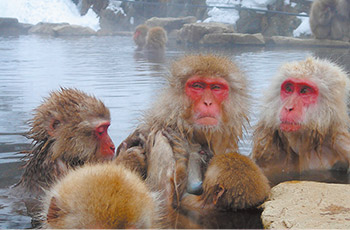 Snow Monkey Park